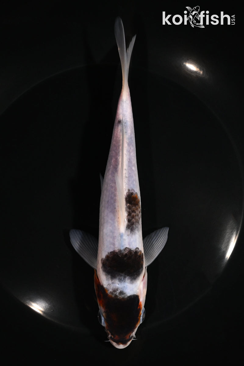 6.75" BUDO GOROMO