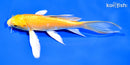 7" YAMABUKI OGON BUTTERFLY