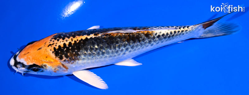 6.75" KUJAKU