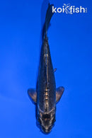 4.5" KIKOKURYU