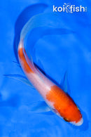 5" NIDAN KOHAKU BUTTERFLY