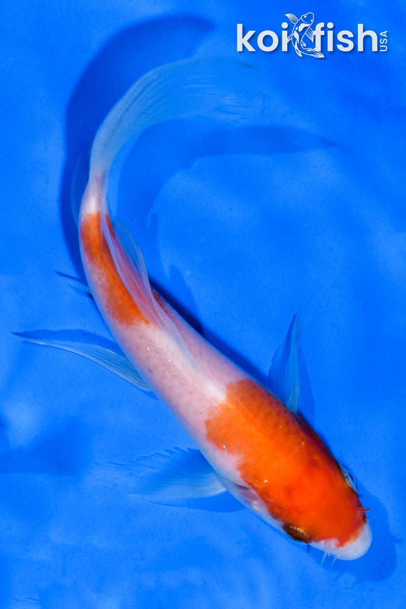 5" NIDAN KOHAKU BUTTERFLY