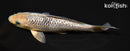 6.5" GINRIN METALLIC SORAGOI