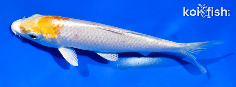 5" HARIWAKE