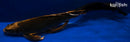 18" KIN KABUTO BUTTERFLY