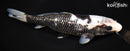 9.25" GINRIN MATSUKAWABAKE