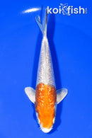 5.75" GINRIN HARIWAKE