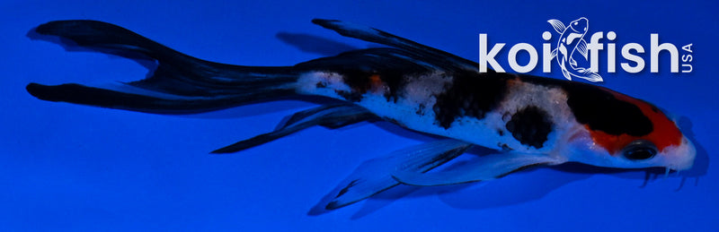 4.5" SANKE BUTTERFLY