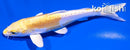 6.75" DOITSU LEMON HARIWAKE