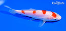 6" DOITSU KOHAKU