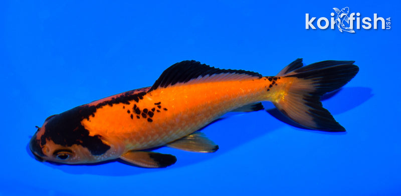 5" WAKIN GOLDFISH
