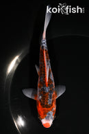 5.5" HI SHUSUI