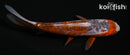 5.5" HI SHUSUI