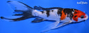 7" SANKE BUTTERFLY