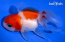 4.25" ORANDA GOLDFISH