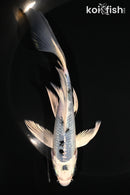 5.75" GIN SHIRO BEKKO BUTTERFLY