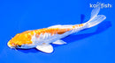 6.5" DOITSU HARIWAKE