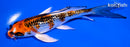 5.75" GINRIN KUJAKU BUTTERFLY