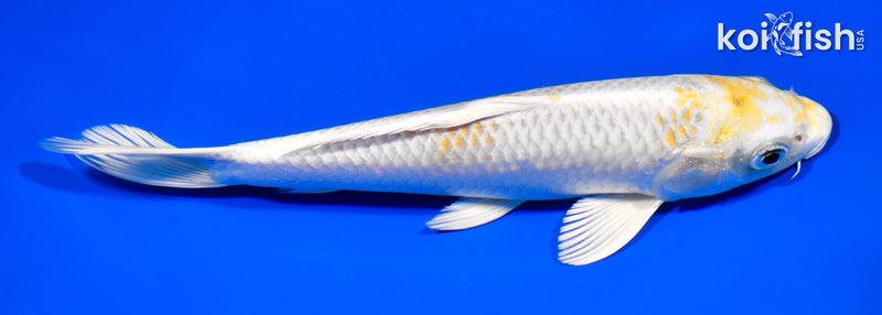 7.75" HARIWAKE
