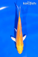 5" YAMABUKI OGON