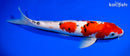 12.75" SANKE
