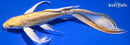 8.25" DOITSU YAMABUKI OGON BUTTERFLY