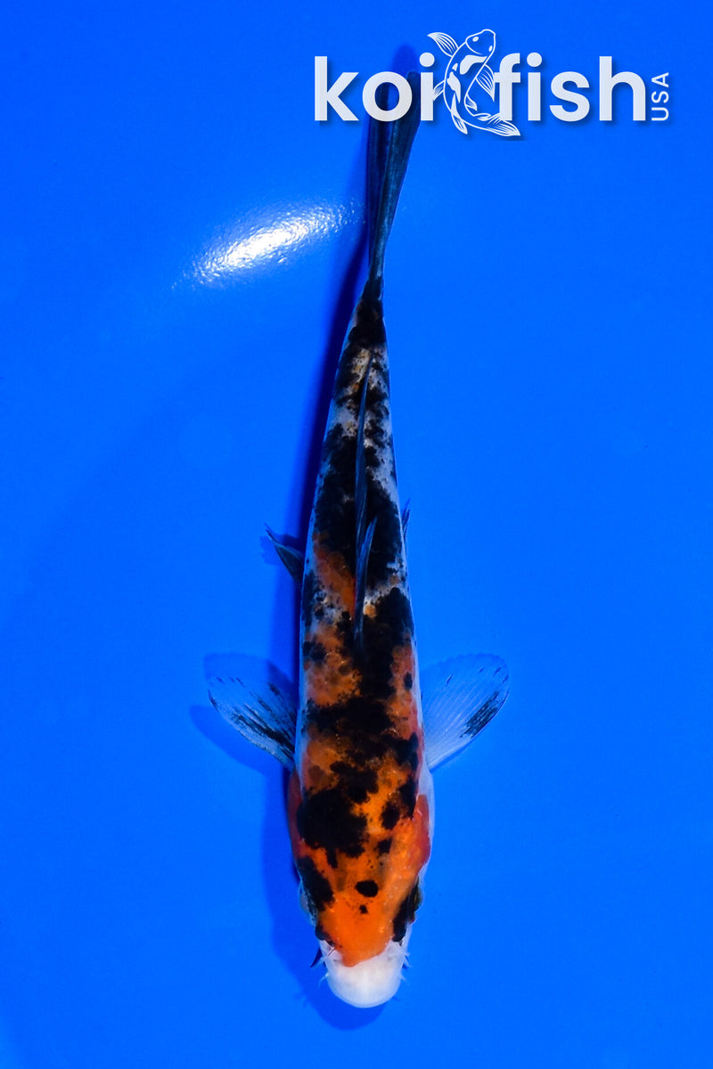 5.25" SANKE
