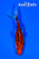 5.75" WAKIN GOLDFISH