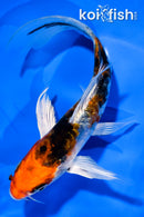 6" ARAGOKE HEISEI NISHIKI BUTTERFLY