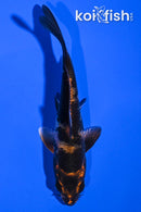 4.5" KIN HI UTSURI