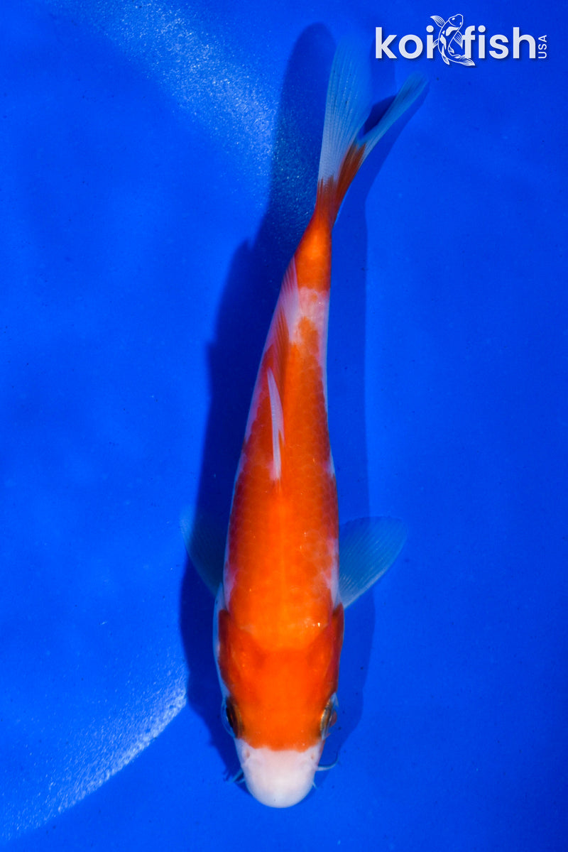 5" KOHAKU