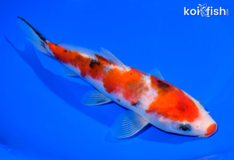 7.5" SANKE