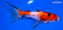 5.75" CALICO WAKIN GOLDFISH