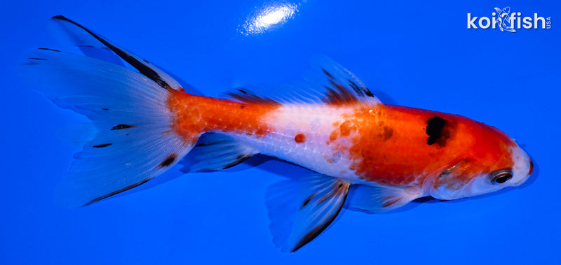 5.75" CALICO WAKIN GOLDFISH