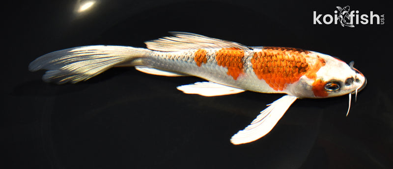7.5" GINRIN KUJAKU BUTTERFLY