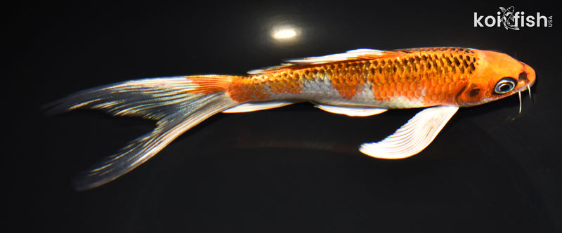 7.75" KUJAKU BUTTERFLY