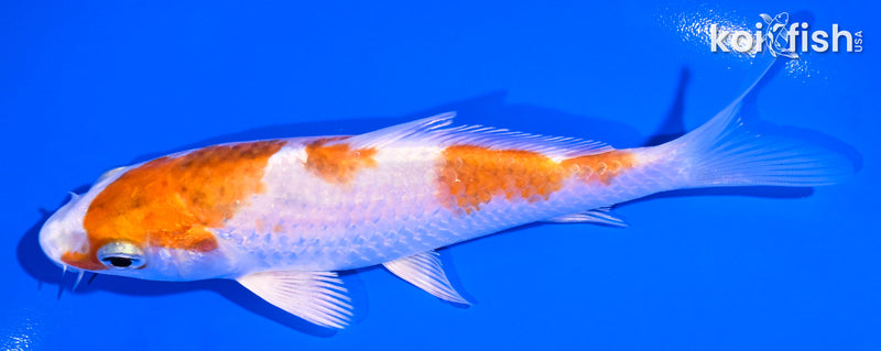 5.25" YAMATO NISHIKI