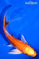 5.5" ARAGOKE KIKUSUI BUTTERFLY