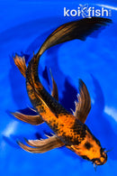 9.75" HI UTSURI BUTTERFLY