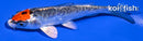 4.25" TANCHO BENI KIKOKURYU