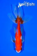6.25" WATONAI GOLDFISH