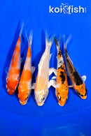 PACK OF (5) 3.5-3.75" STANDARD KOI