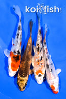 PACK OF (4) 4-4.25" STANDARD KOI