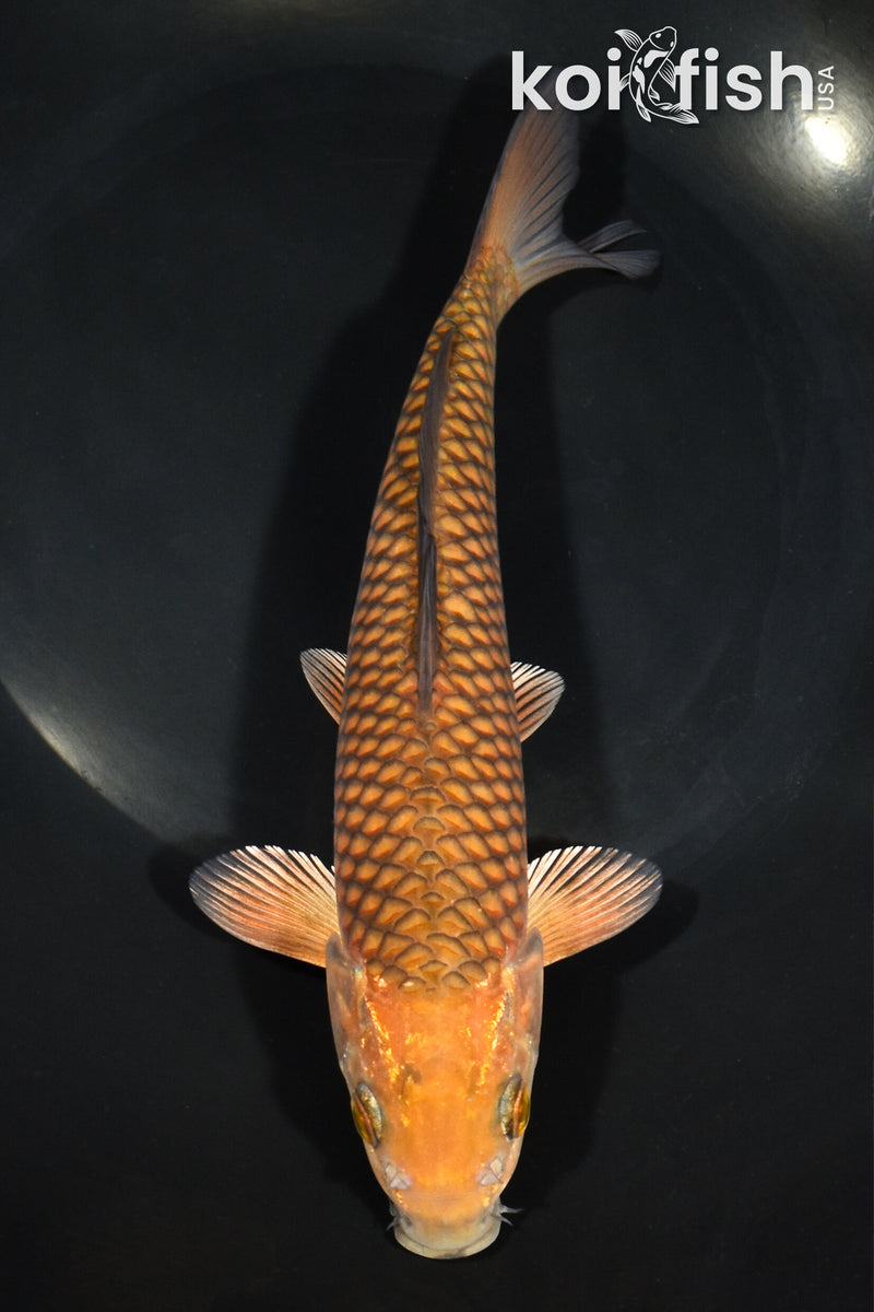 9" CHAGOI