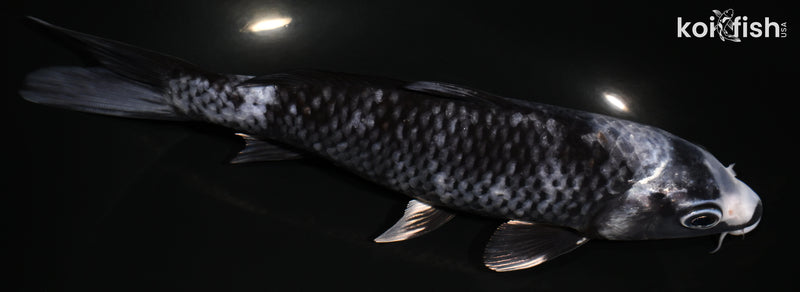 7.5" MATSUKAWABAKE