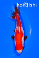 5" SARASA WAKIN GOLDFISH