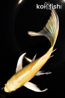 8.5" YAMABUKI OGON BUTTERFLY