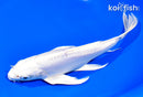 8.5" DOITSU PLATINUM OGON BUTTERFLY