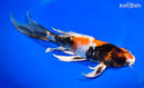 10.75" KIN SHOWA BUTTERFLY