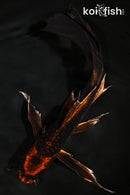 9.75" BENI KIKOKURYU BUTTERFLY
